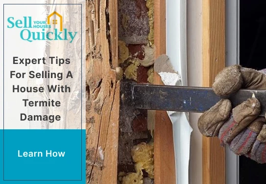 Expert Tips for Selling a House with Termite Damage
